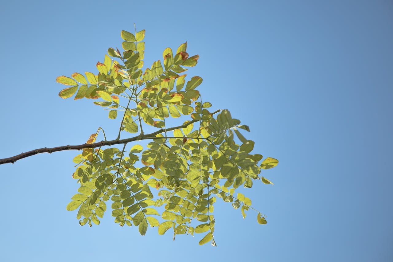 acacia hout