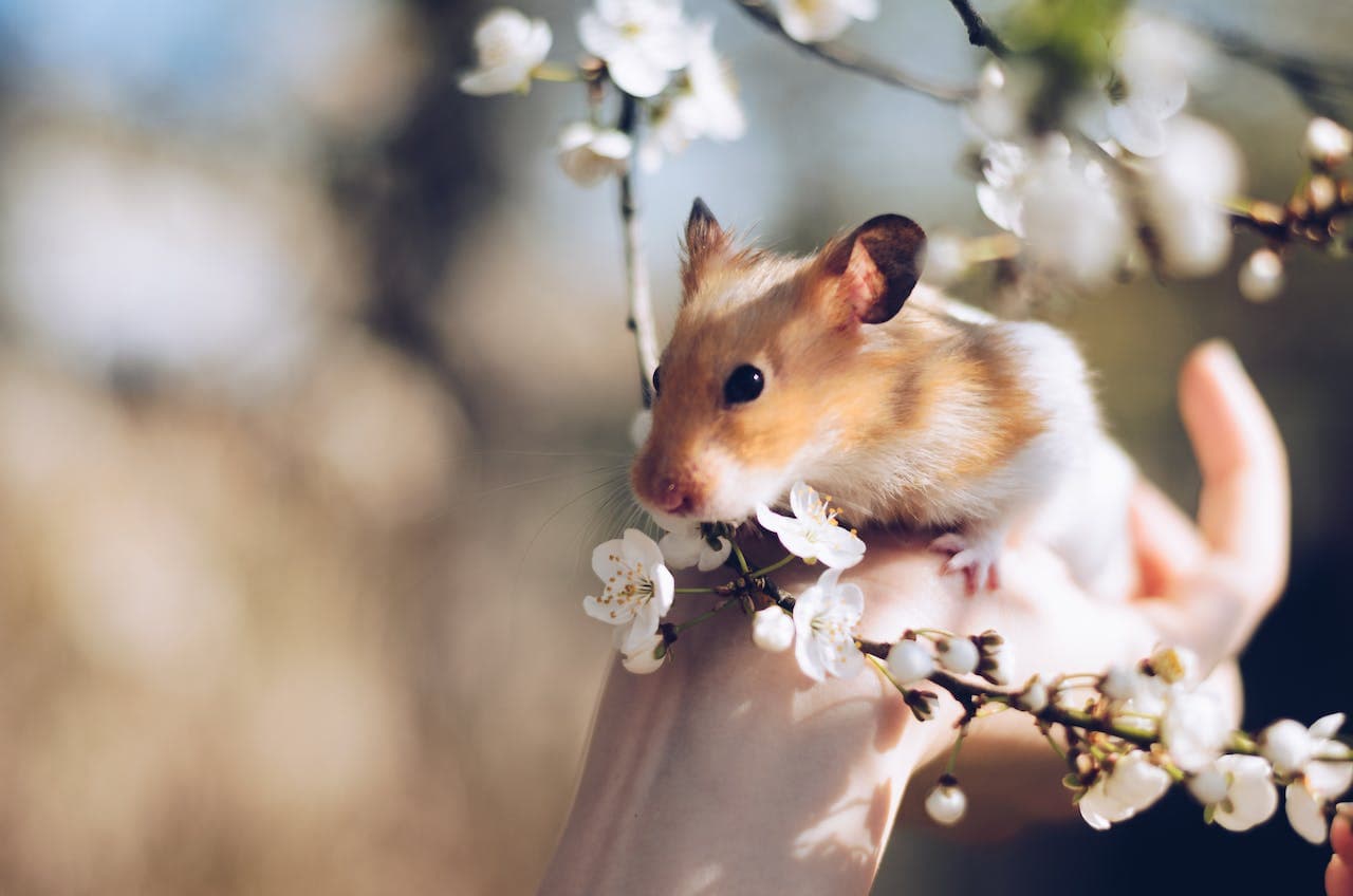 hamster als huisdier