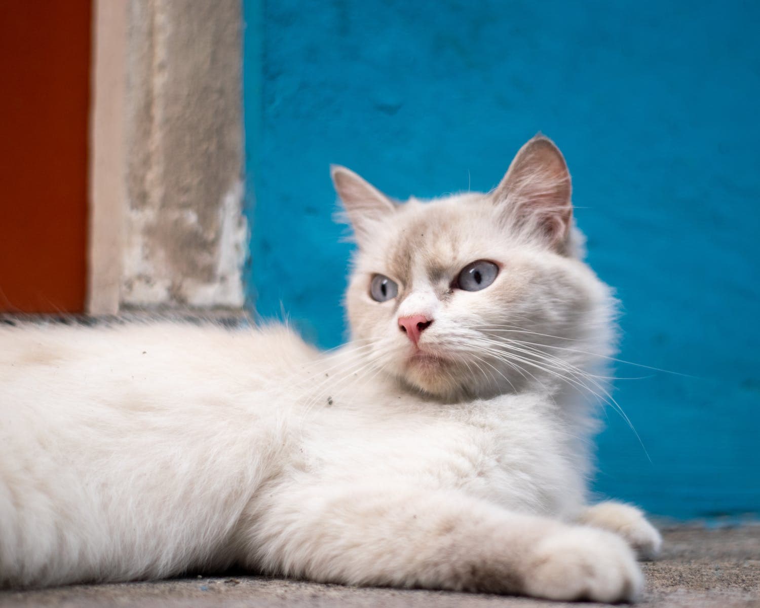Witte kat ligt op straat