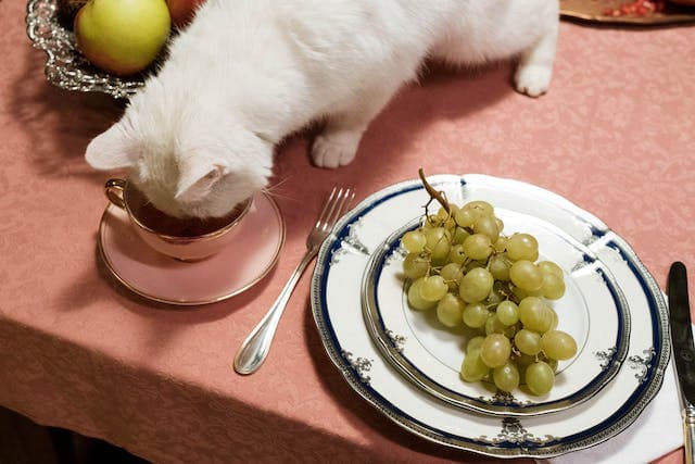 natvoer voer katten