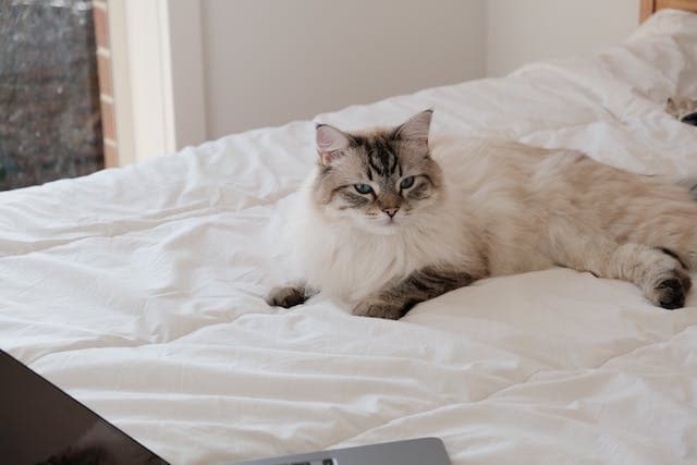 ragdoll kat