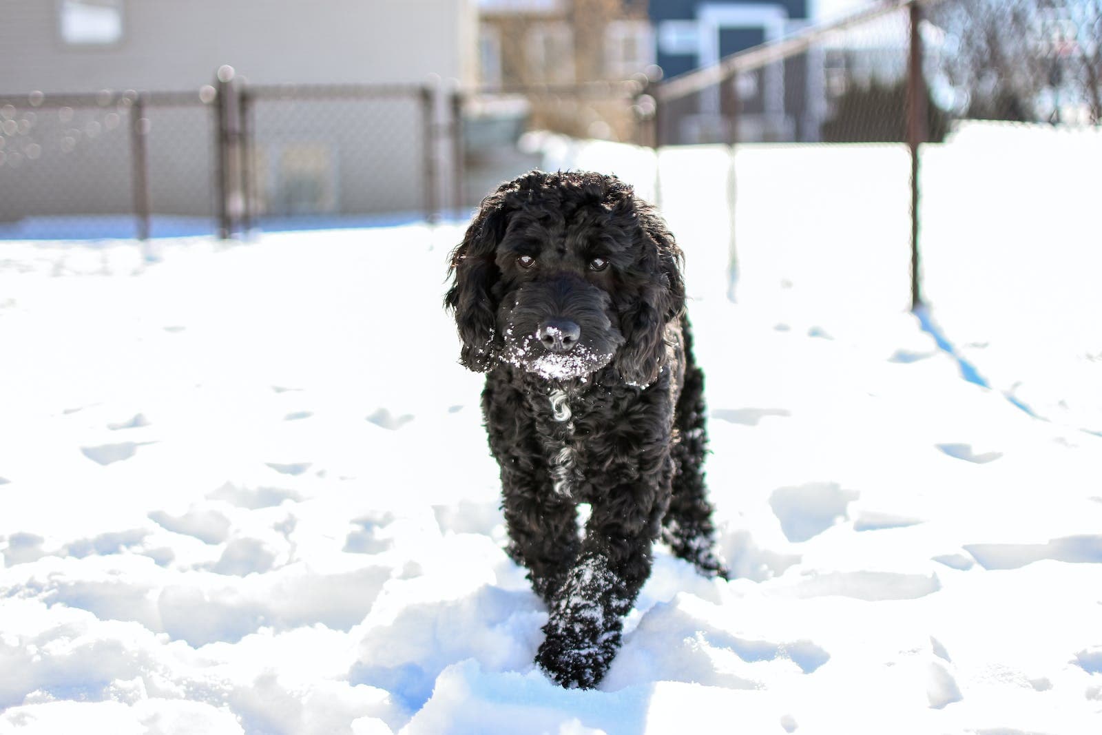 zwarte cockapoo in de sneeuw