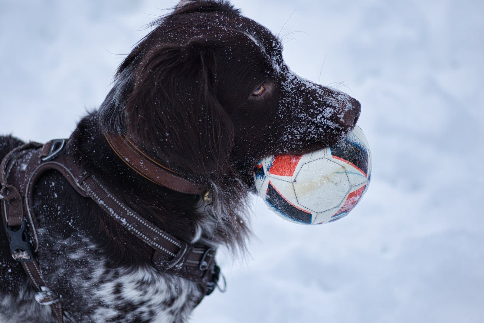 Friese stabij in sneeuw met bal in bek