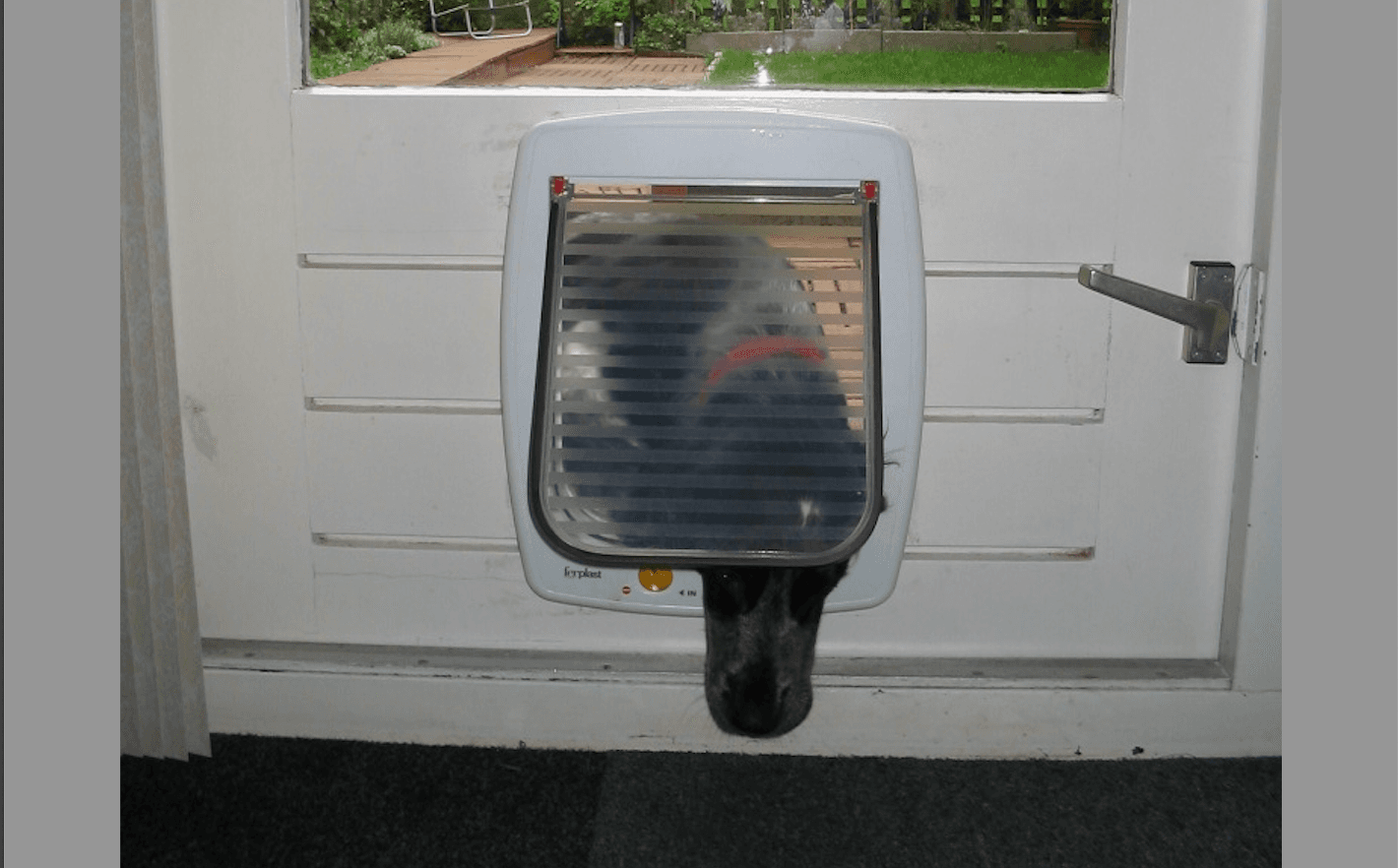zwarte hond steekt kop door hondenluik
