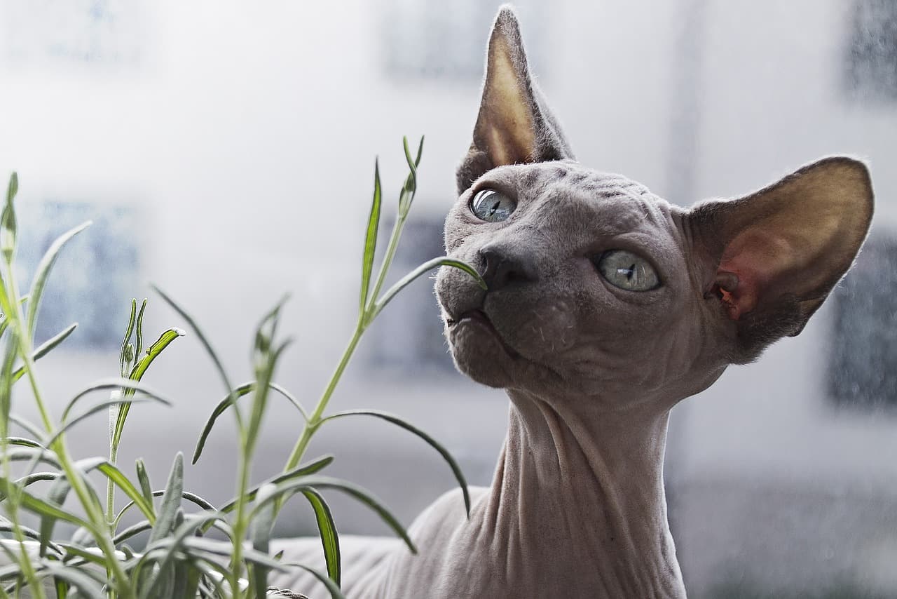 a hairless cat in grey