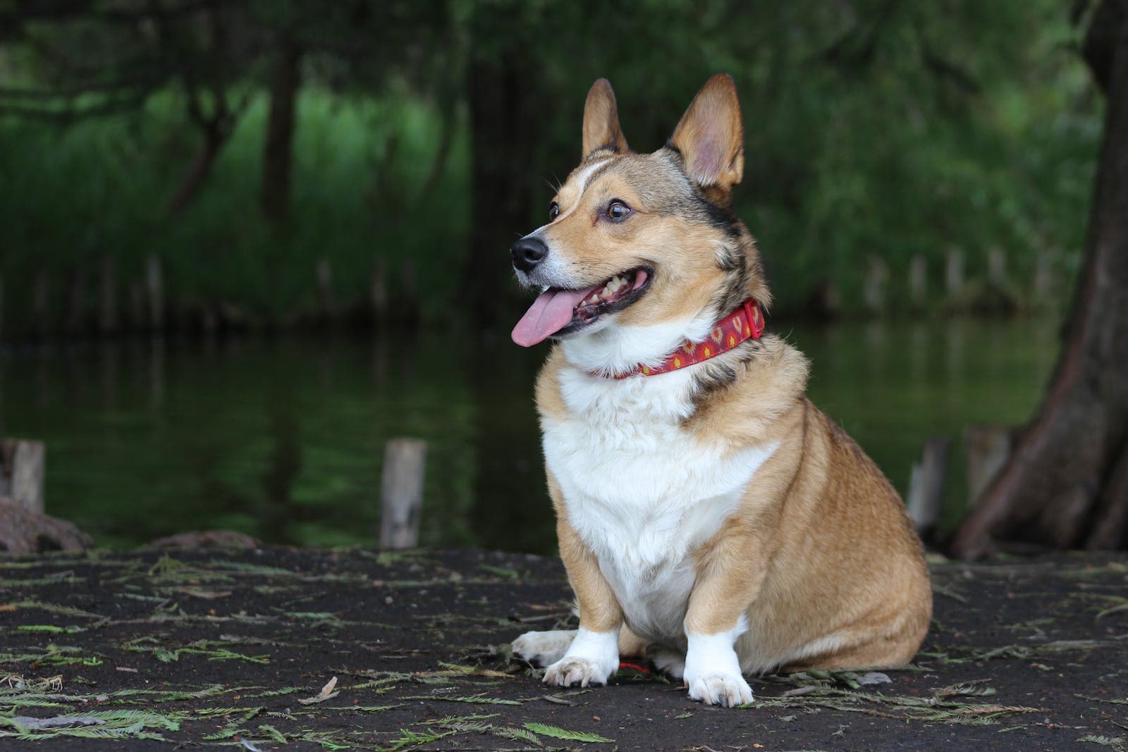 een corgi met een halsband