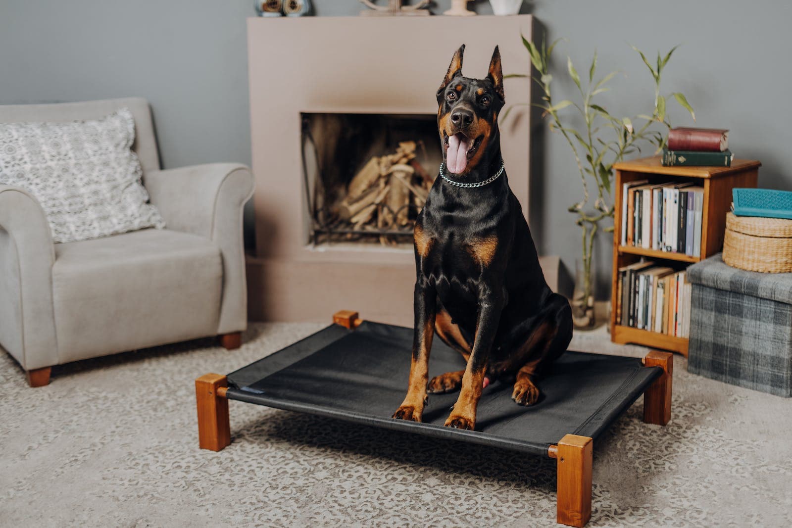 een grote hond op een hondenbed van leer