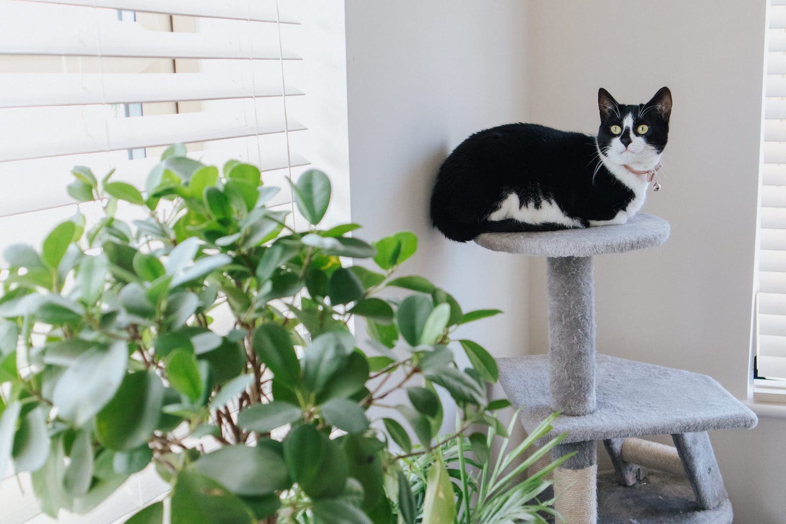 een schattige zwart-witte kat ligt op een krabpaal om zich heen te kijken