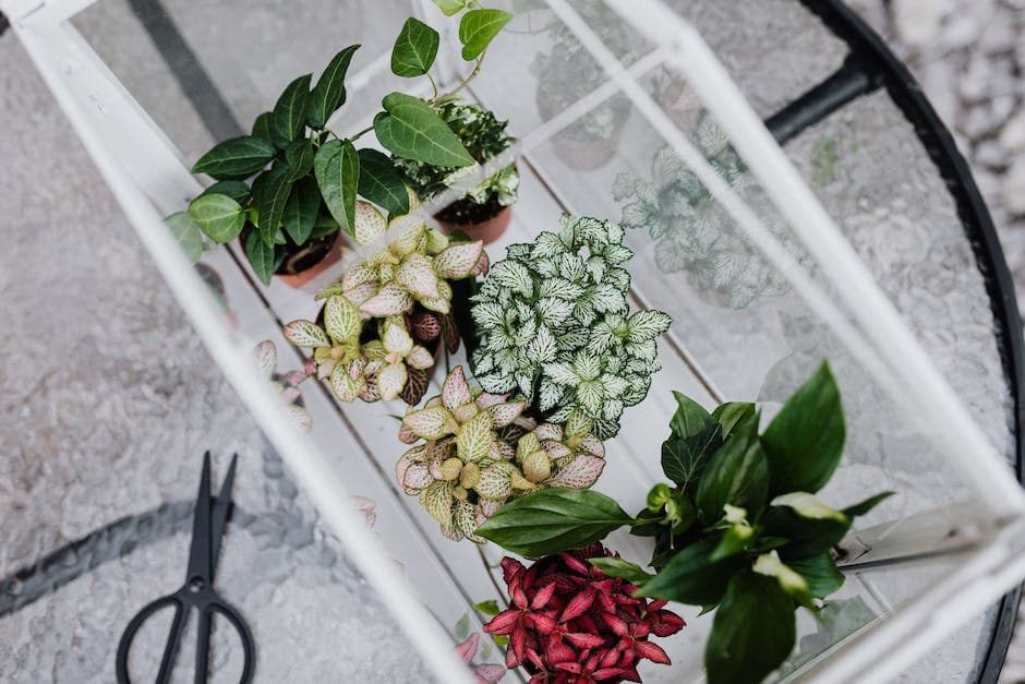 Diverse planten in potten in een glazen container