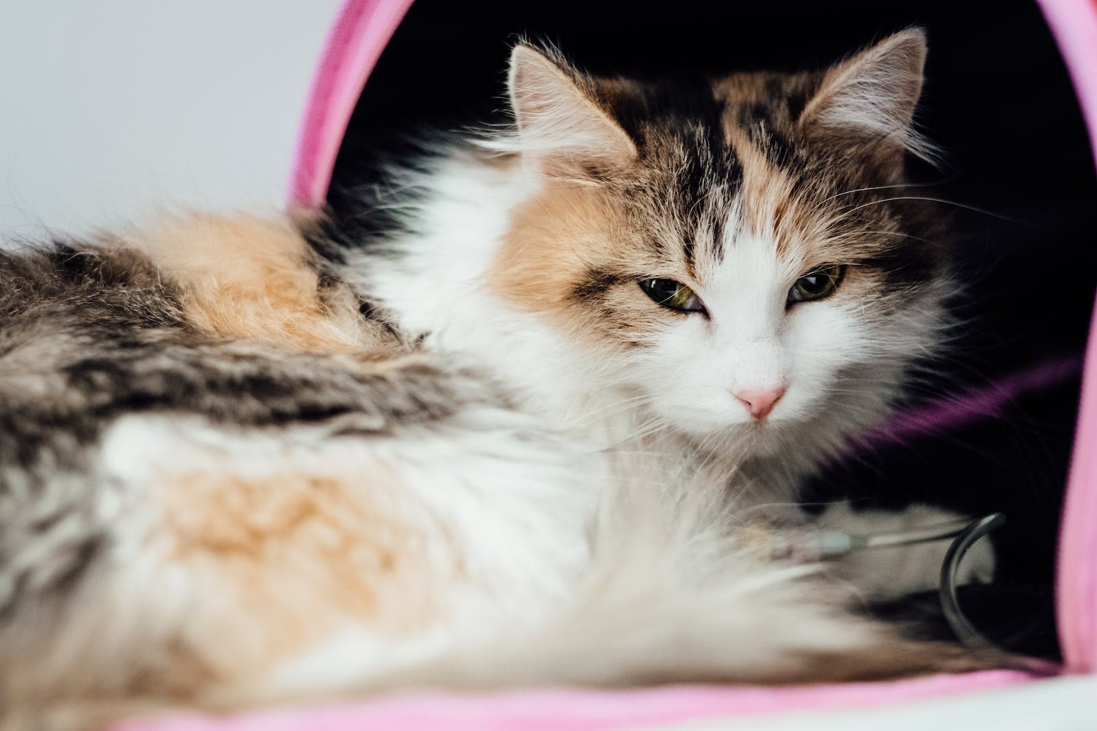 Witte zwarte en bruine kat liggend op roze en wit textiel