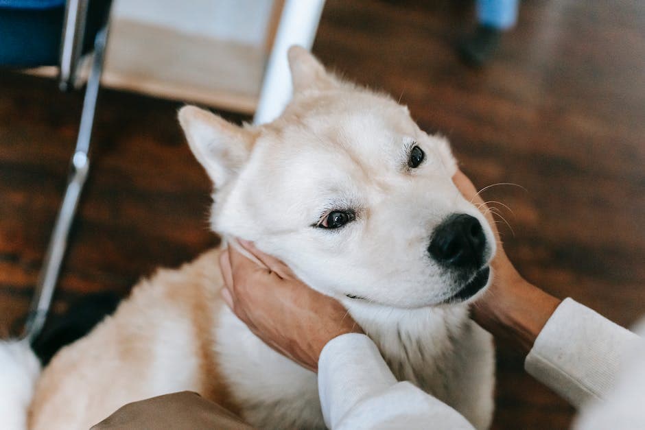 Hoek van boven van een persoon zonder gezicht die een schattige pluizige Akita-hond thuis aait en knuffelt