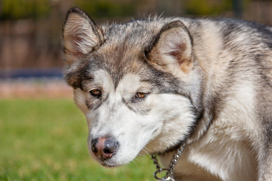 Close-up van een Alaskan Malamute