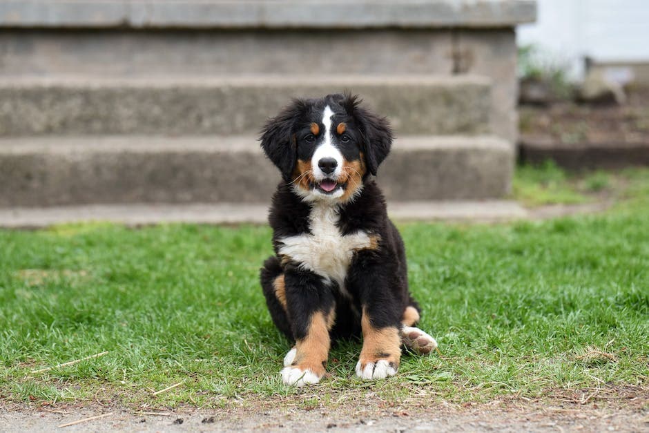 Schattige kleine Berner Sennenhond kijkt naar de camera terwijl hij met zijn tong uit op een groene weide zit in daglicht