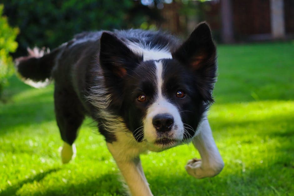 Scherpgestelde foto van bordercollie