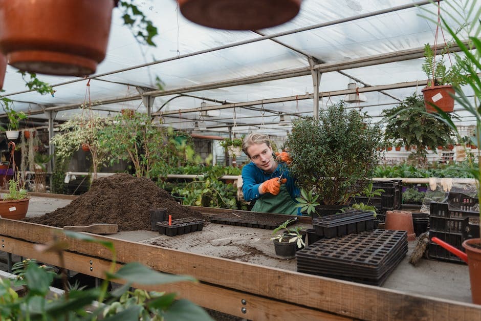 Man die de bladeren van een plant snoeit