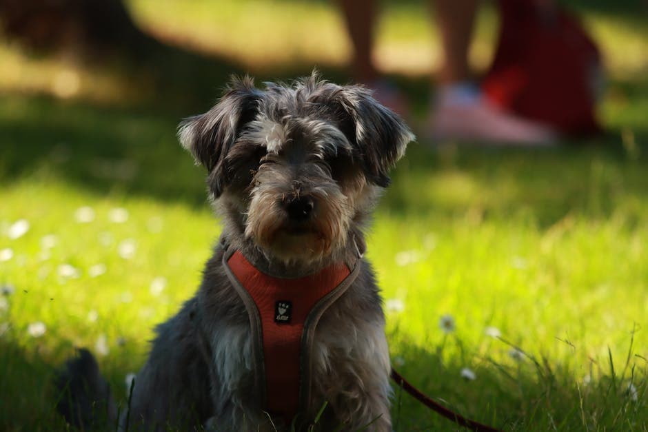 Foto van een Dwergschnauzer