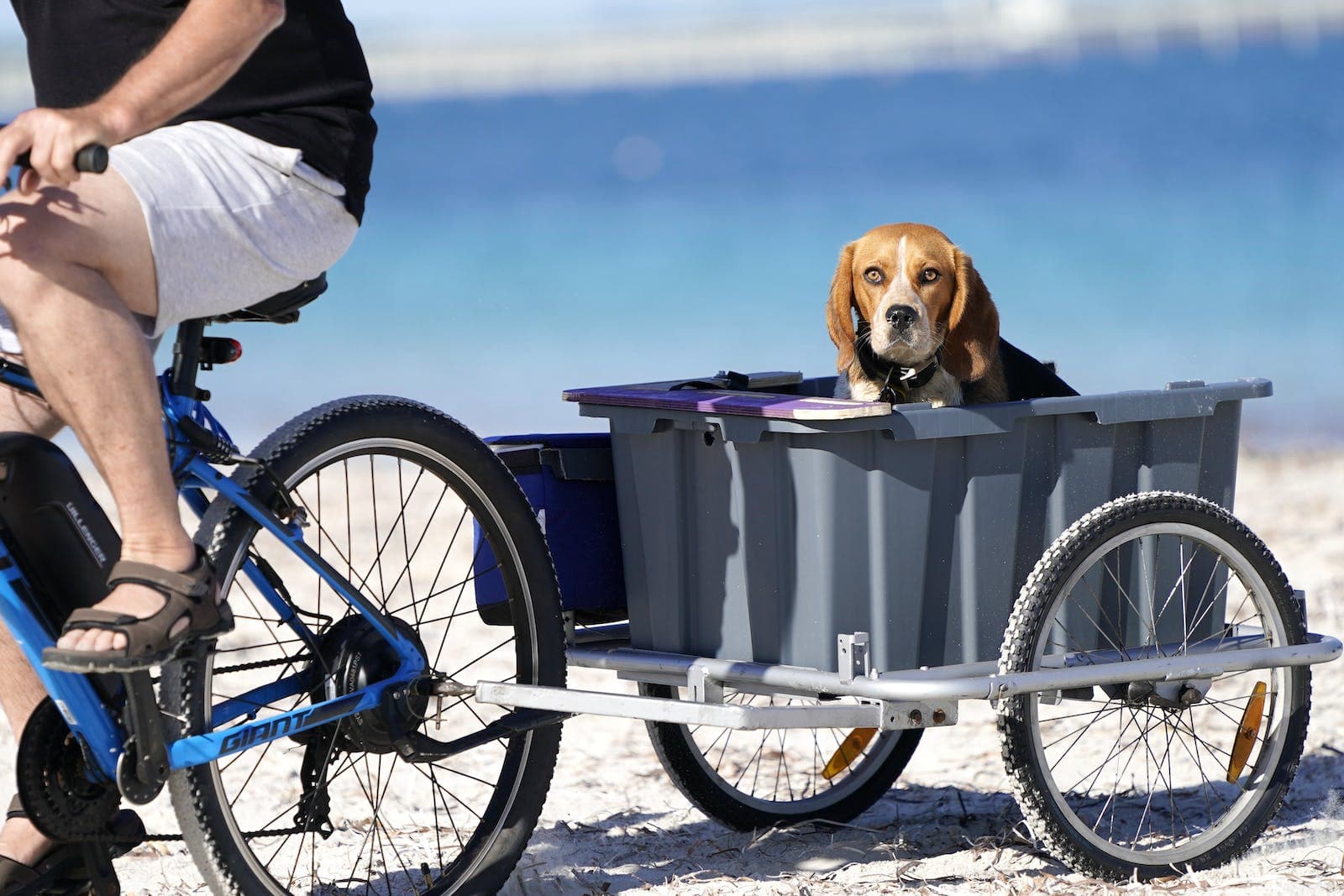 een hond in een fietskar, kijkend in de camera, op het strand