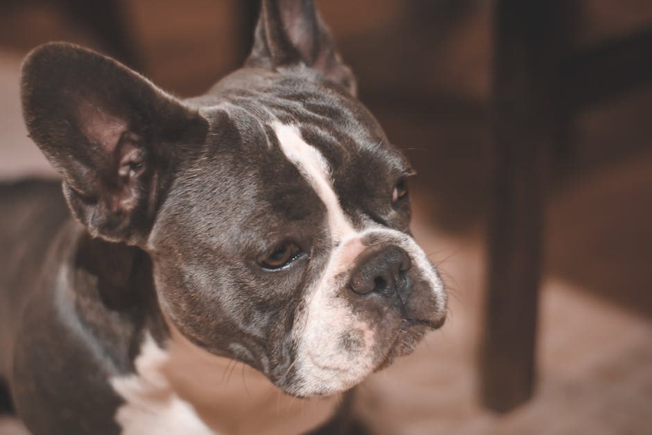 Close-up foto van Franse Bulldog