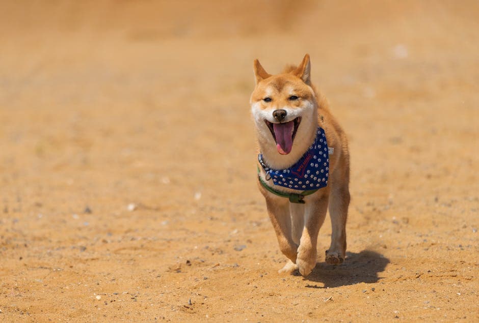 Shiba Inu met bandana loopt naar de camera op het zand