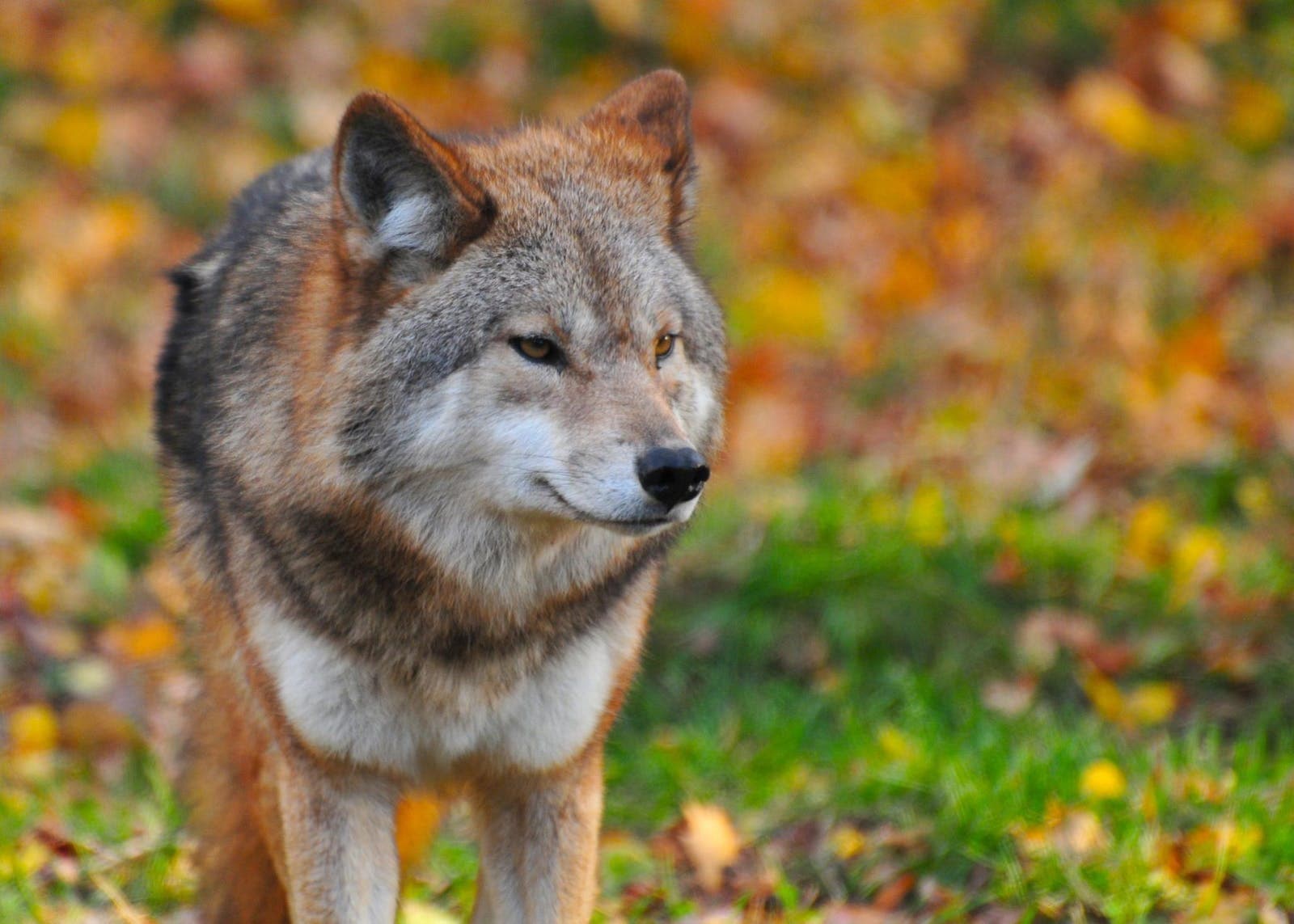 wolf
