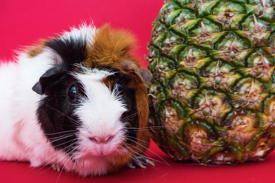 Cavia en ananasfruit