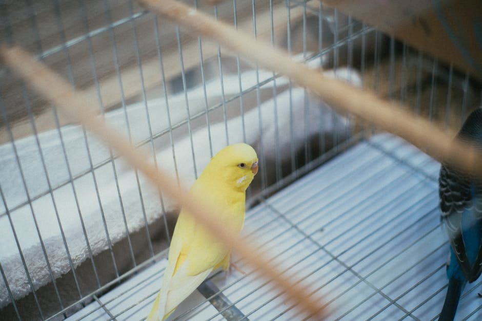 Een gele vogel in een kooi, met zijn kleurrijke veren en nieuwsgierige blik.