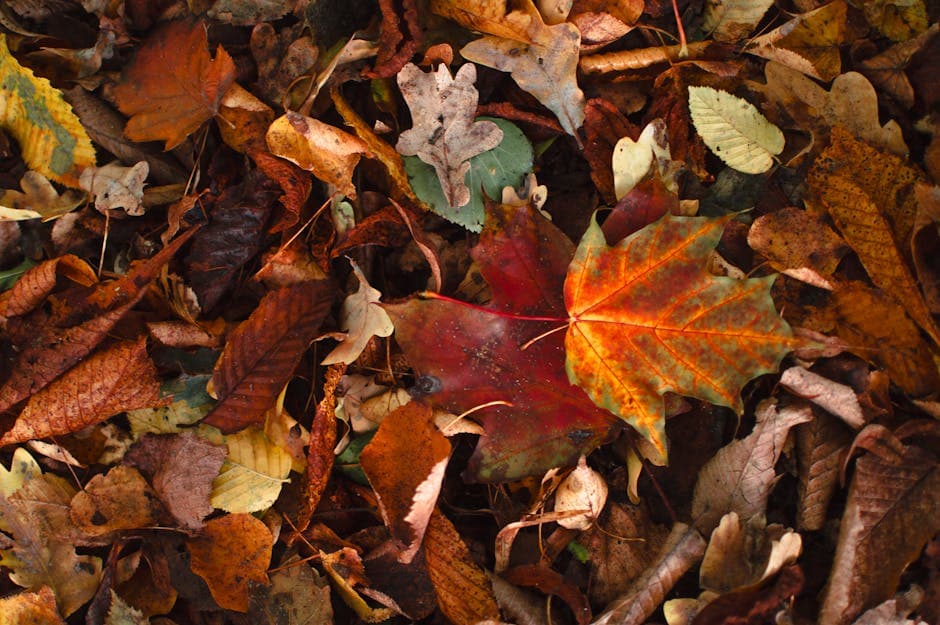 herfstbladeren