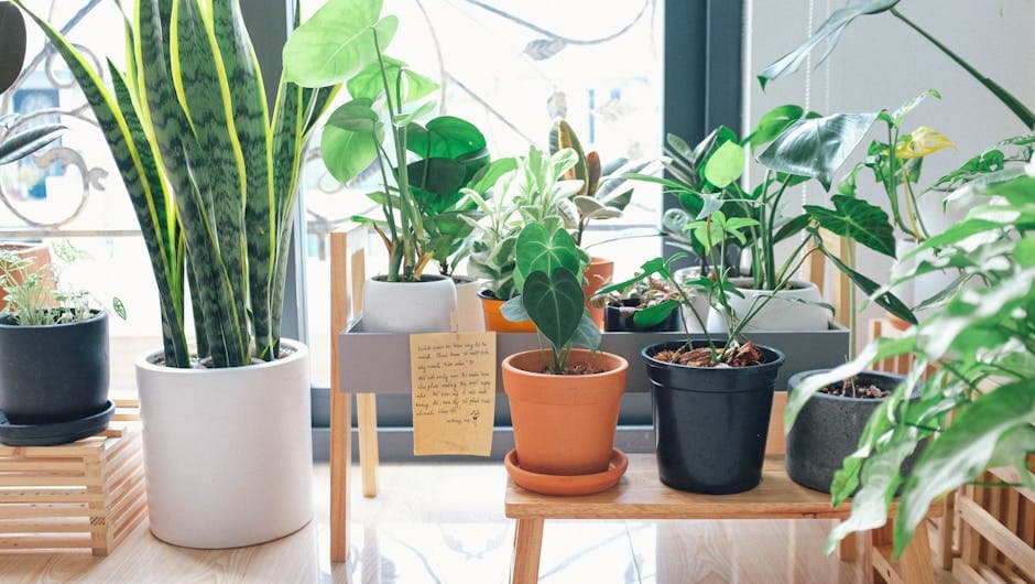 kamerplanten in huis