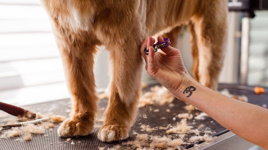 een hond die wordt getrimd