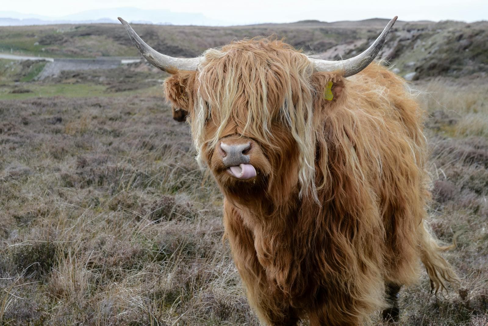 stier sterrenbeeld voors en tegens