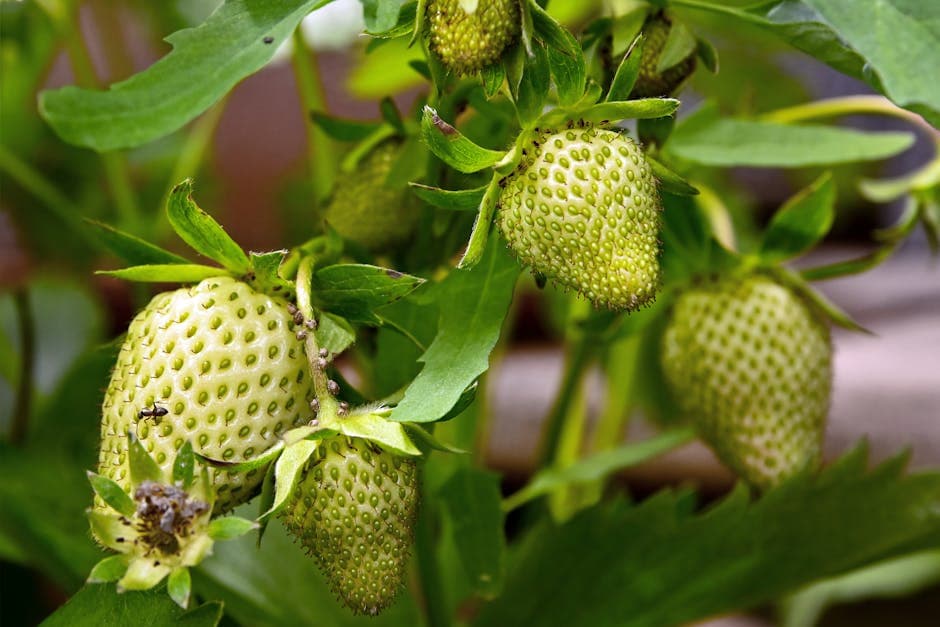 zelf fruit verbouwen zoals aardbeien