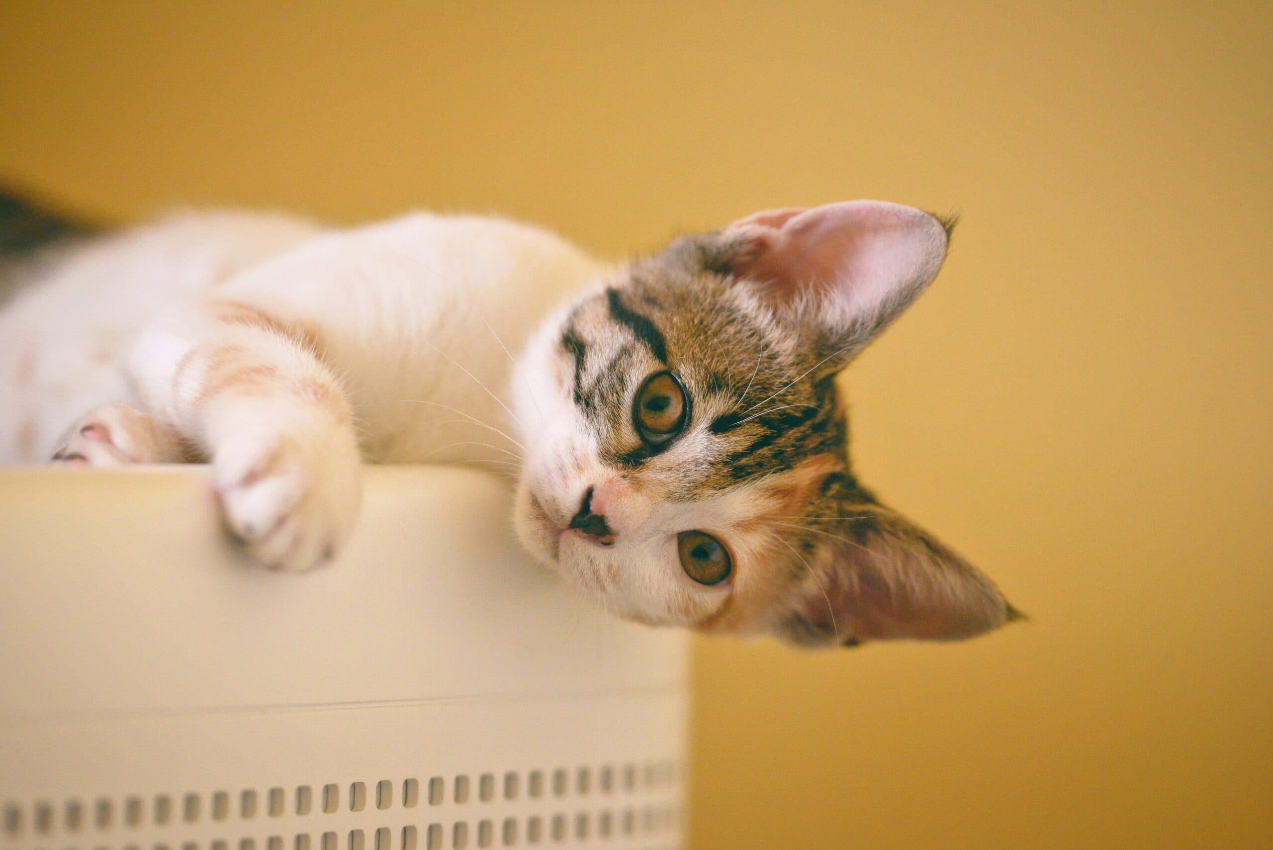 Katten