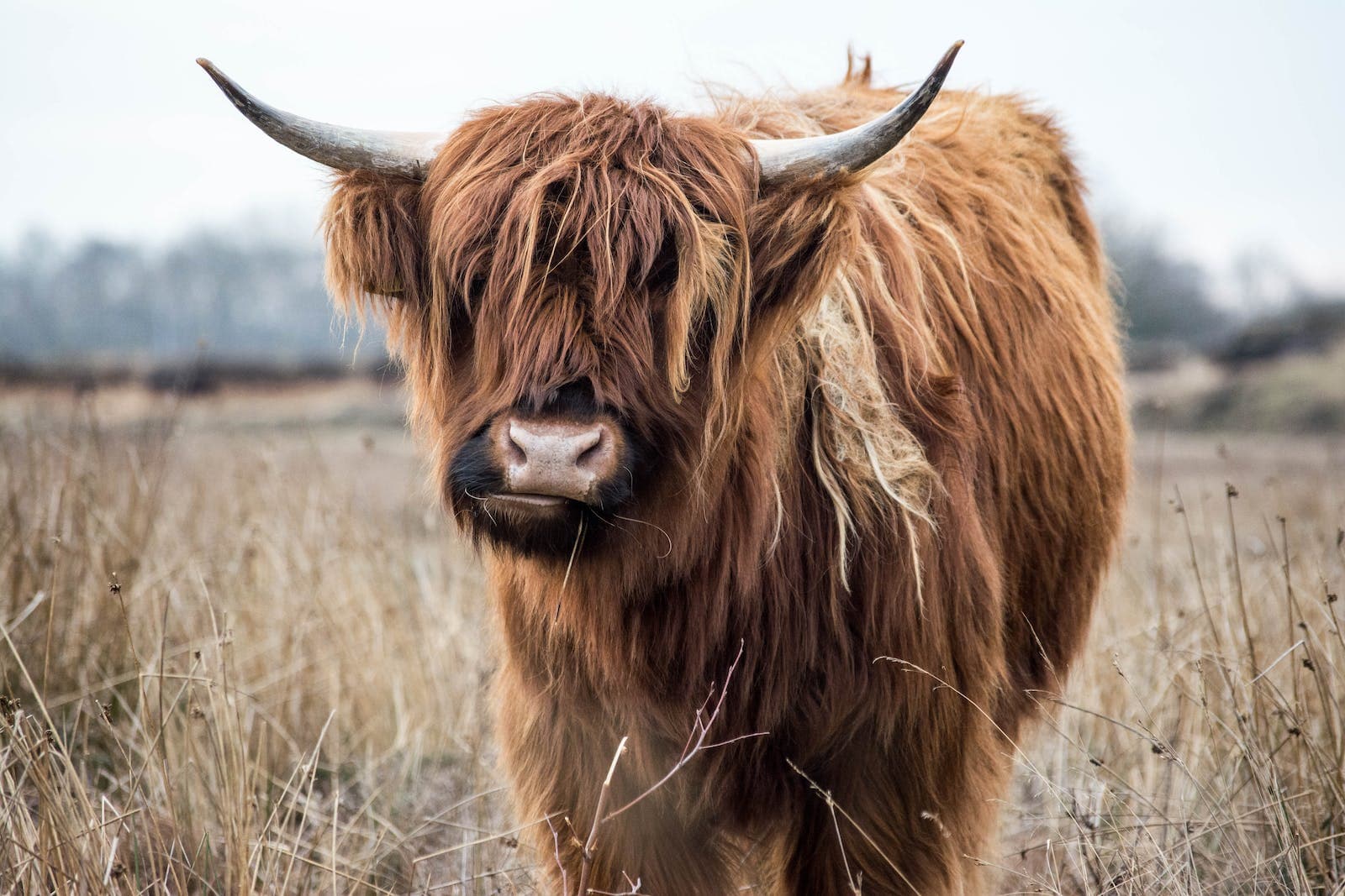 een bruine yak met veel lichaamsbeharing (vacht)