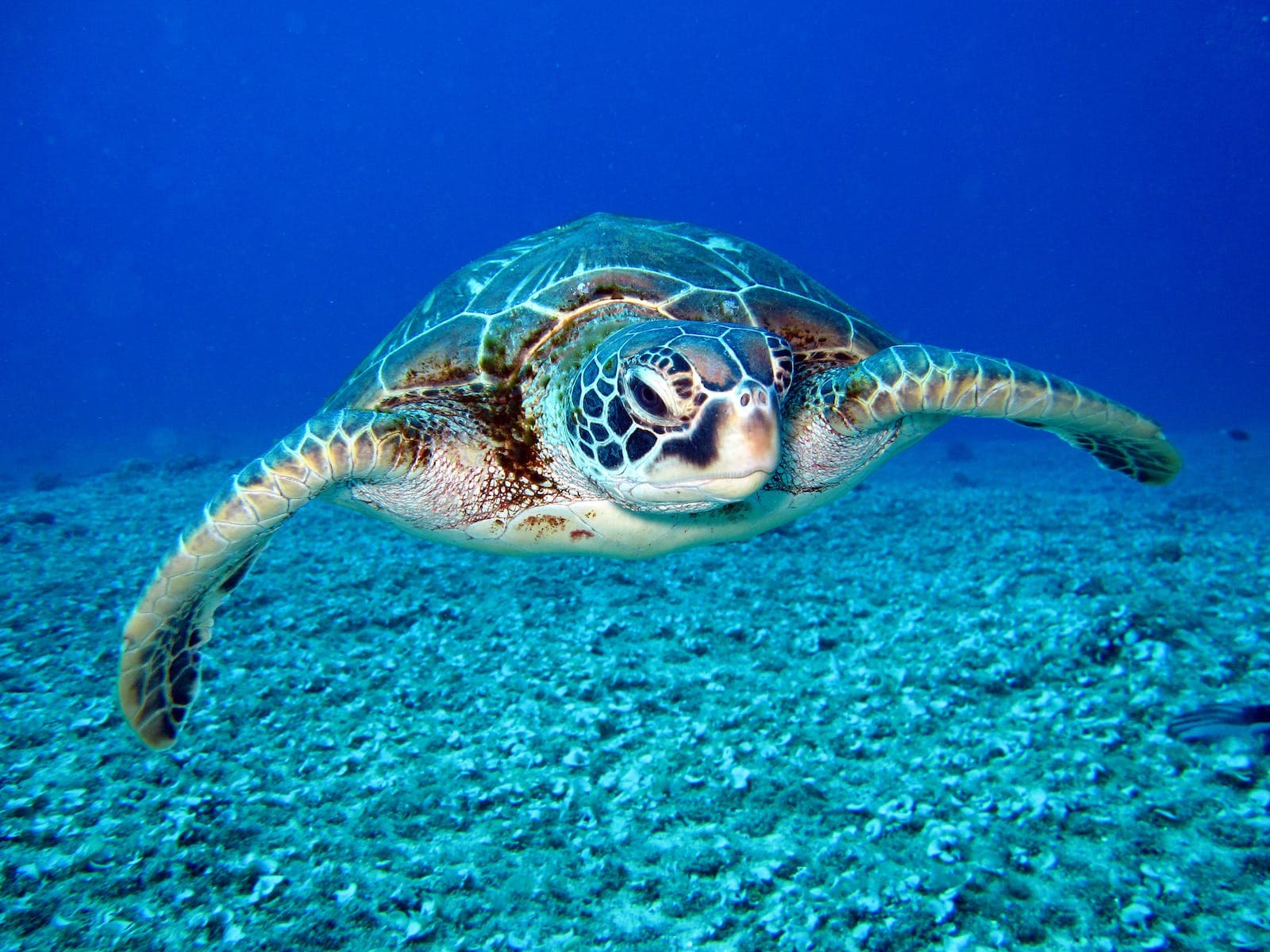 Schildpad die lekker in de zee zwemt