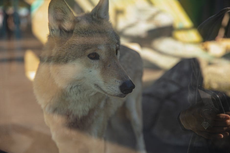 Rustige jonge wolf die achter een hek in een opvang staat en wegkijkt