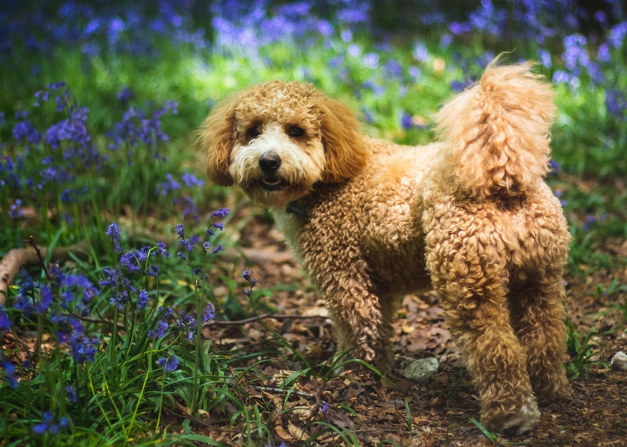 Een cavapoo in een natuurrijke omgeving