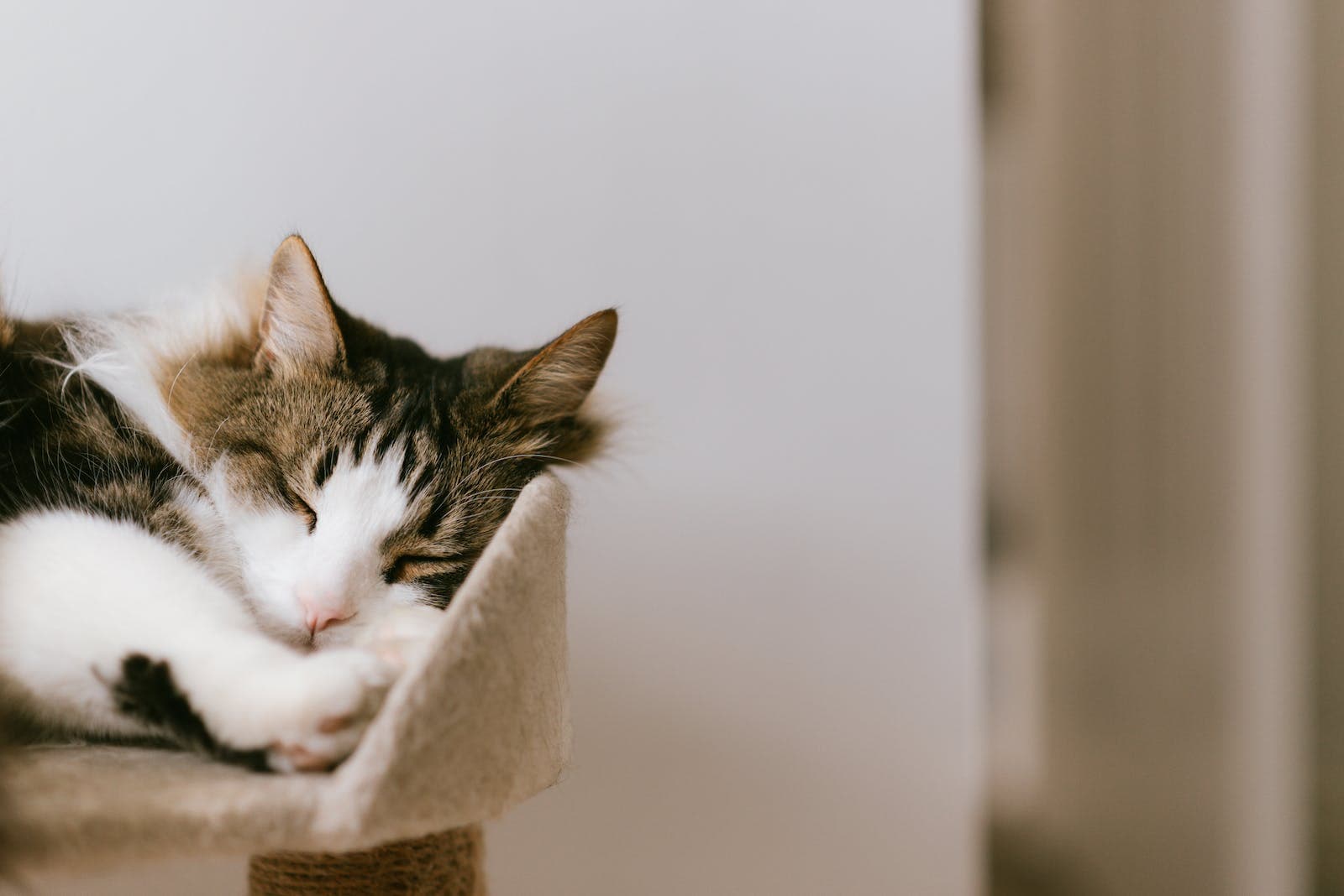 Schattige pluizige kat met gesloten ogen, rustend op een gezellige toren in huis bij daglicht
